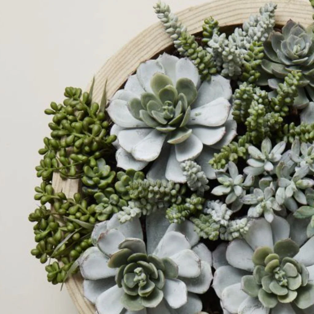 Dansk Succulent Garden - Image 3