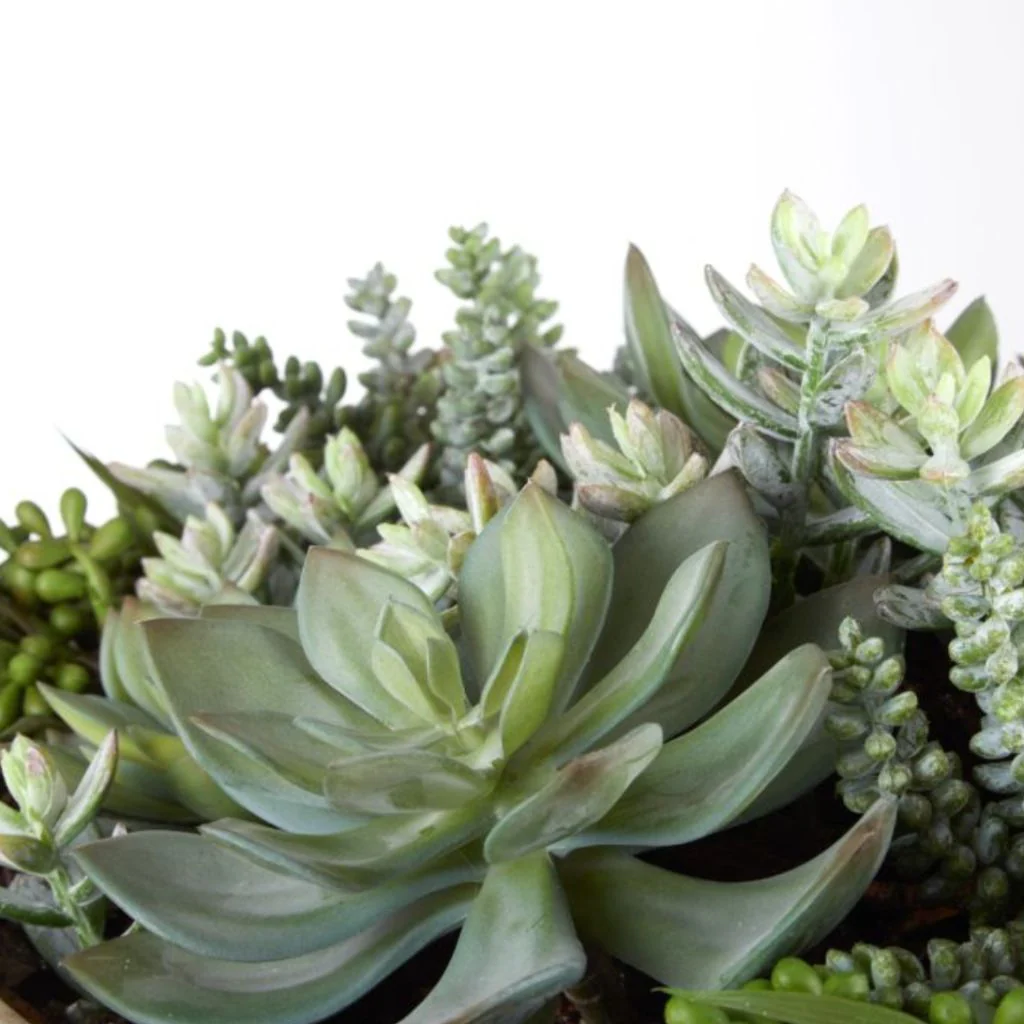 Dansk Succulent Garden - Image 4