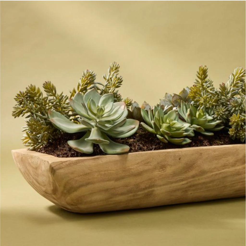 Echeveria Succulent Boat - Image 3