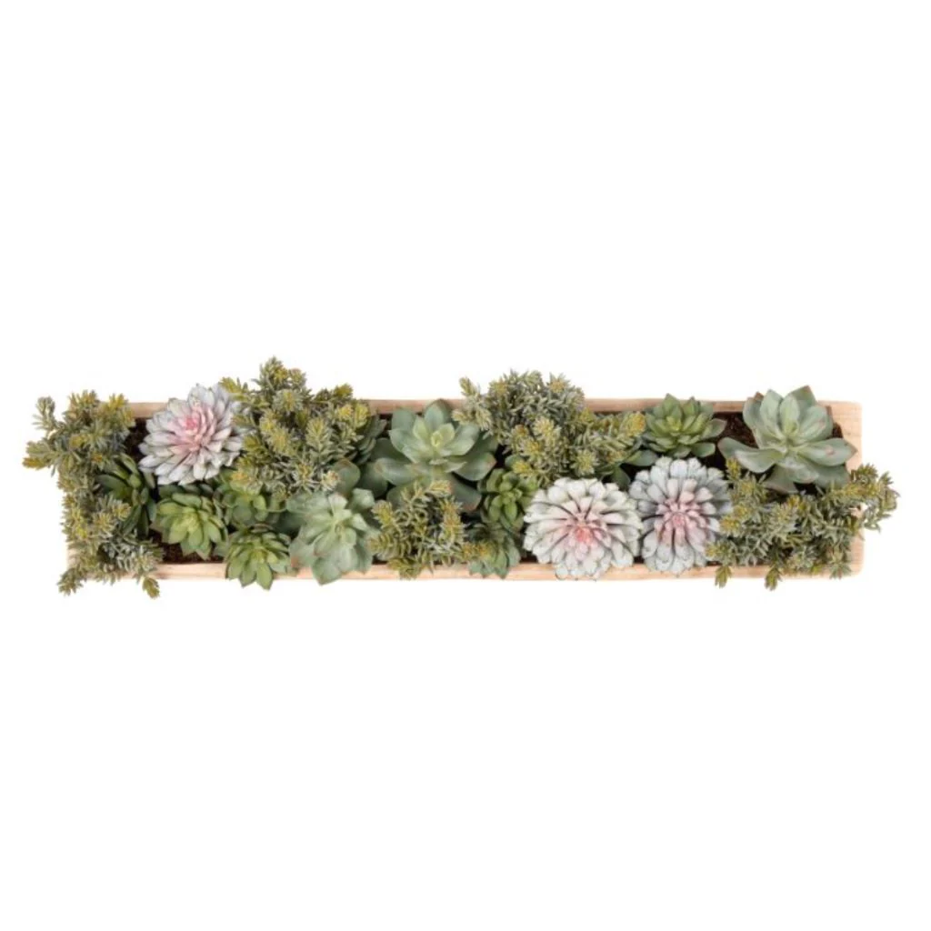 Echeveria Succulent Boat - Image 4