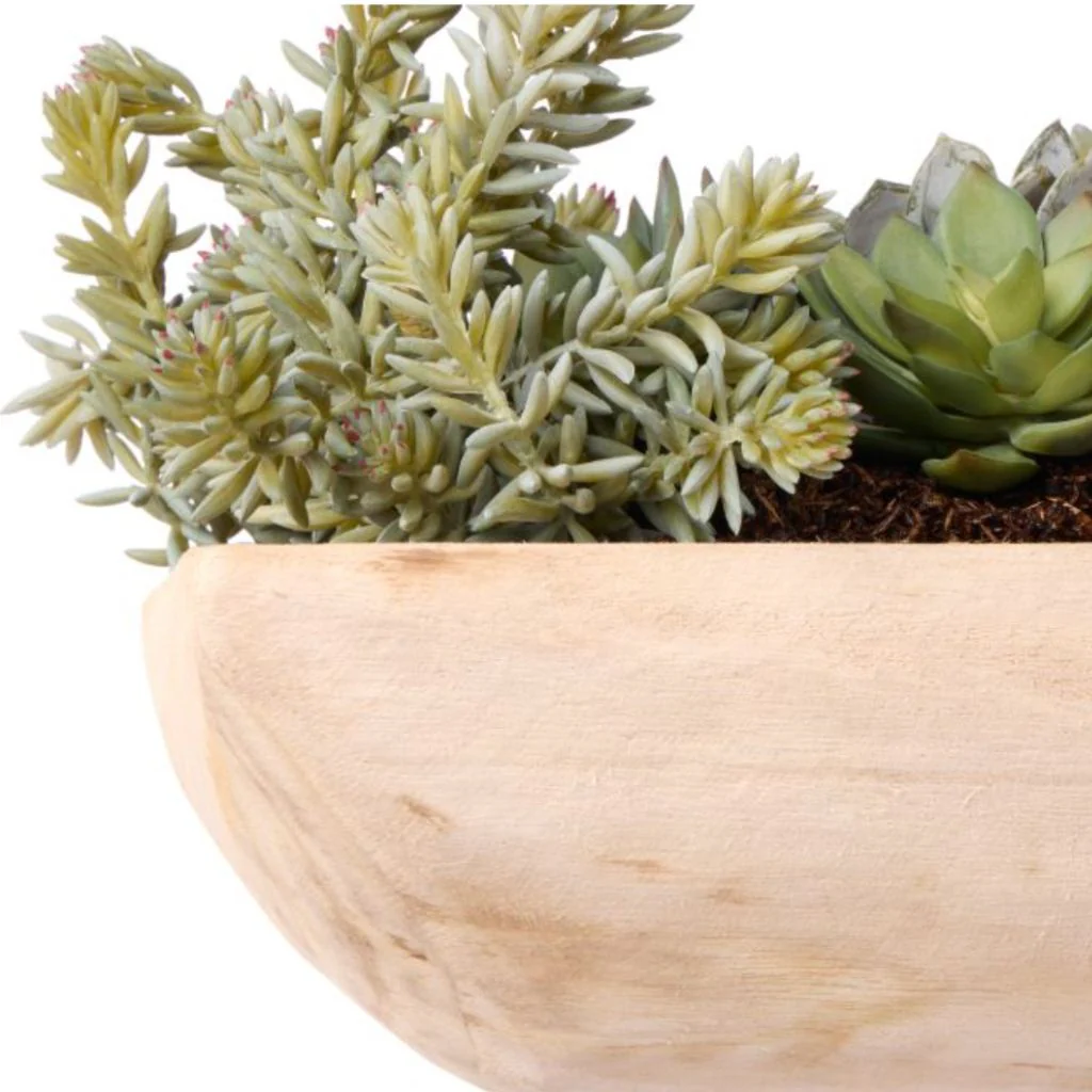 Echeveria Succulent Boat - Image 7