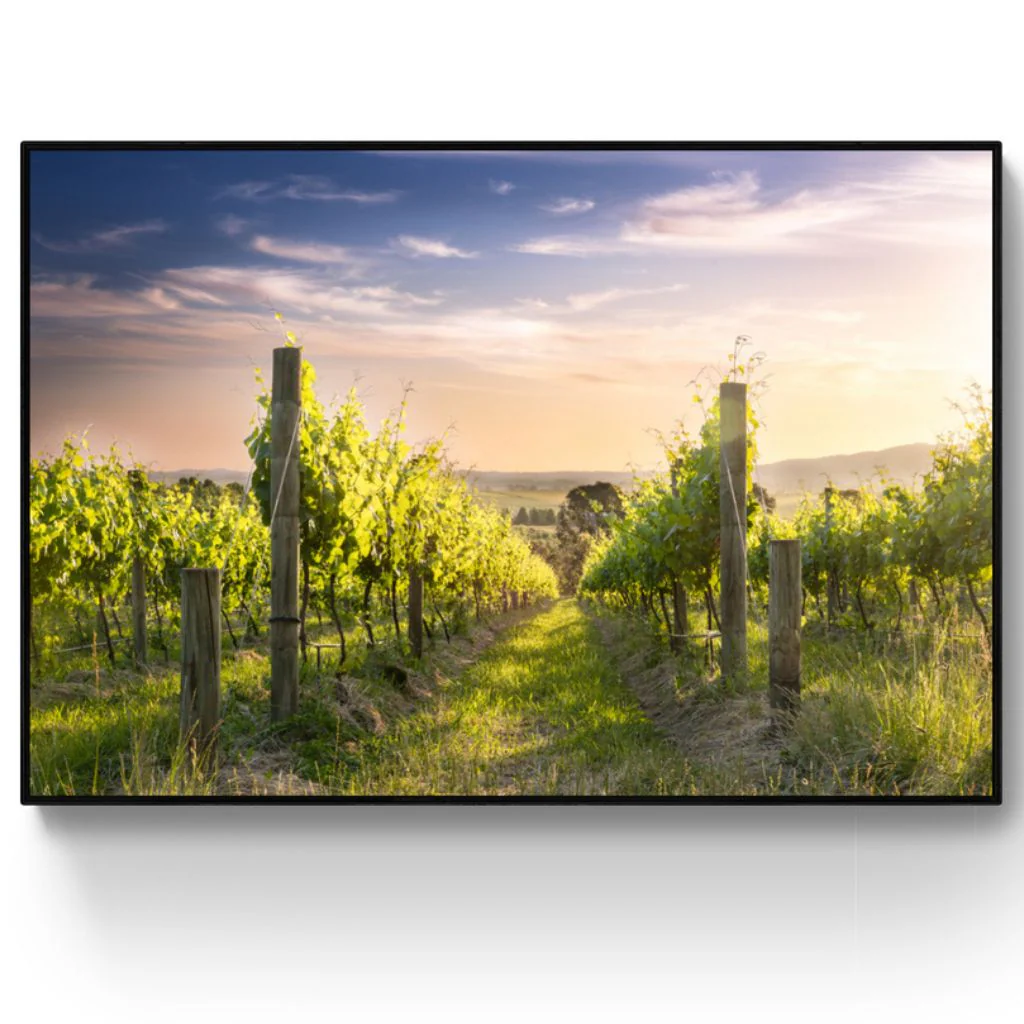 Denton Vineyard - Tarrawarra